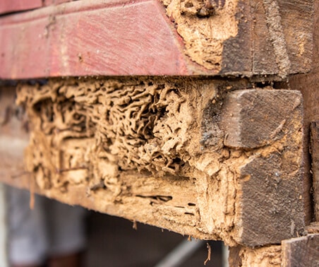 Close-up of wooden beams heavily damaged and hollowed by termites, revealing intricate tunnels and fragile, crumbling wood.