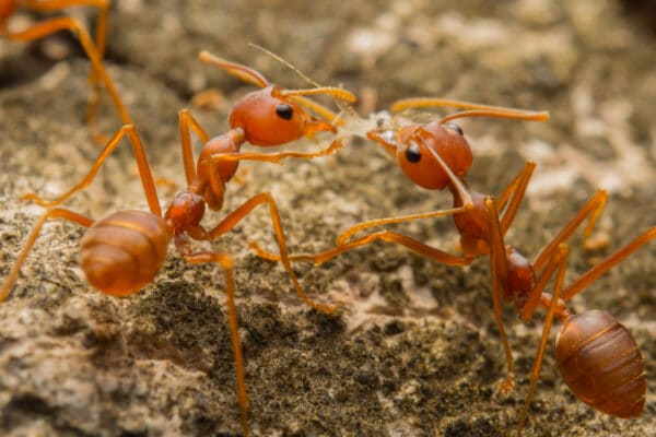 Reddish-brown ants face each other on a rough, textured surface, interacting with raised antennae that are touching.