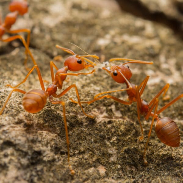 Reddish-brown ants face each other on a rough, textured surface, interacting with raised antennae that are touching.