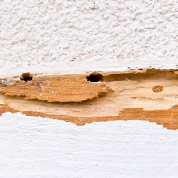 Close-up of damaged wall wood showing peeling paint, rough edges, two holes, textured white plaster above, and smooth paint below.