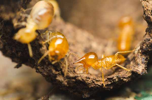 Close-up of three yellow-orange termites crawling on soil or decaying wood, one termite in sharp focus showing mandibles and antennae.