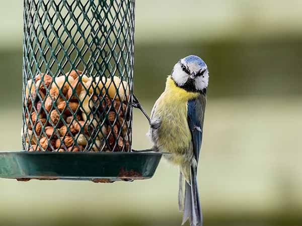 A small blue and yellow bird perches on a green metal feeder filled with peanuts, facing the camera, blurred background highlighting both.