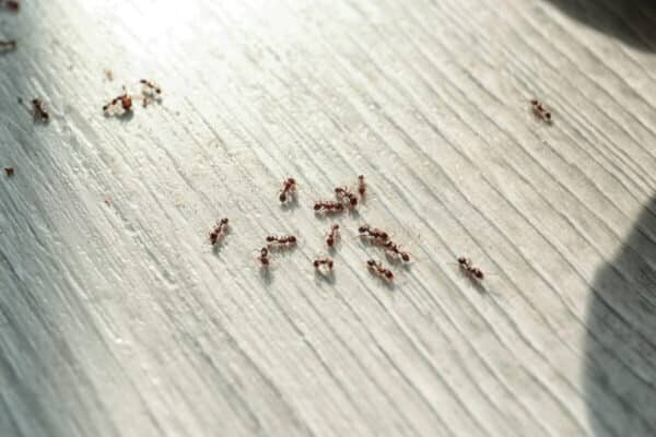 A small group of ants crawling across a pale wooden floor, bathed in natural sunlight.