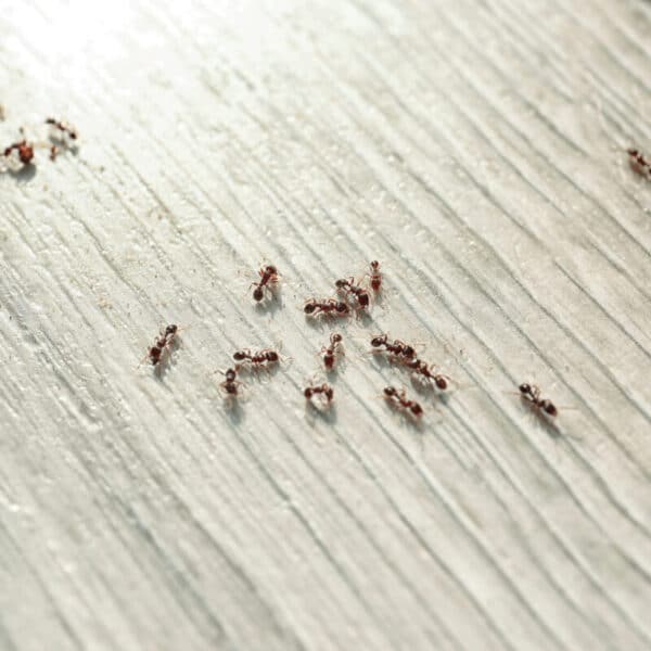 A small group of ants crawling across a pale wooden floor, bathed in natural sunlight.