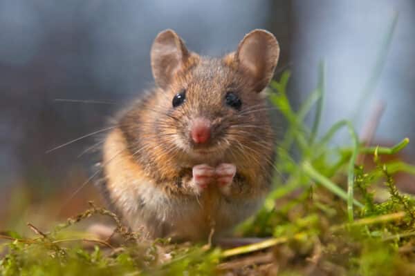 A small brown mouse stands on its hind legs in green grass, looking at the camera; background is softly blurred.