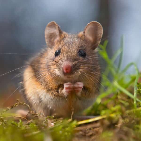 A small brown mouse stands on its hind legs in green grass, looking at the camera; background is softly blurred.