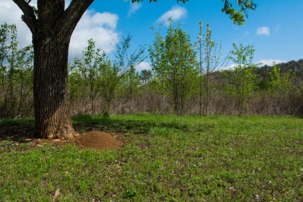 A large tree with green leaves shades a grassy field. At its base is a dirt mound. Smaller trees and clear blue sky in background.