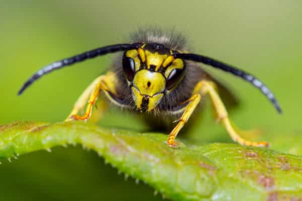A yellow and black wasp on a green leaf, facing the camera with antennae outstretched, set against a softly blurred green background.