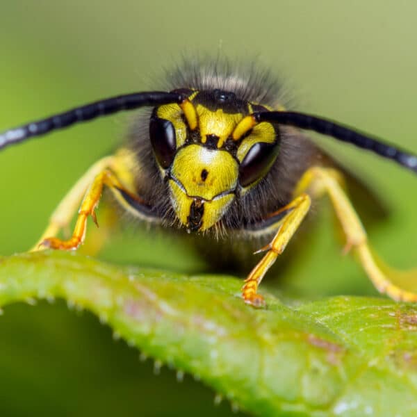 A yellow and black wasp on a green leaf, facing the camera with antennae outstretched, set against a softly blurred green background.