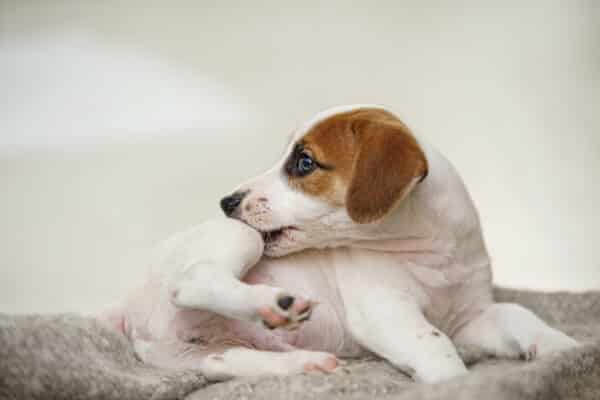A small white and brown puppy twists on a gray blanket, nibbling its hind leg. The background is softly blurred and light.