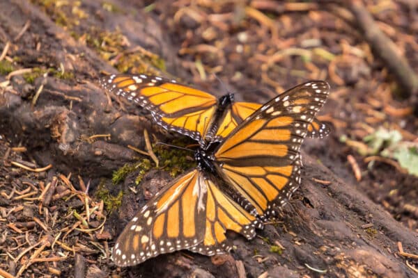Two orange and black monarch butterflies with white spots rest close together on a tree trunk amid dried leaves and green moss.