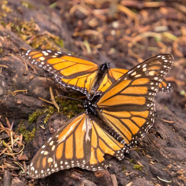 Two orange and black monarch butterflies with white spots rest close together on a tree trunk amid dried leaves and green moss.