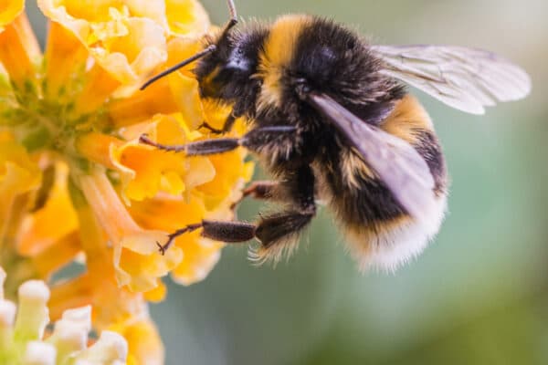 Close-up of a bumblebee gathering nectar from bright yellow flowers, its wings outstretched and fuzzy body visible on a green blur.
