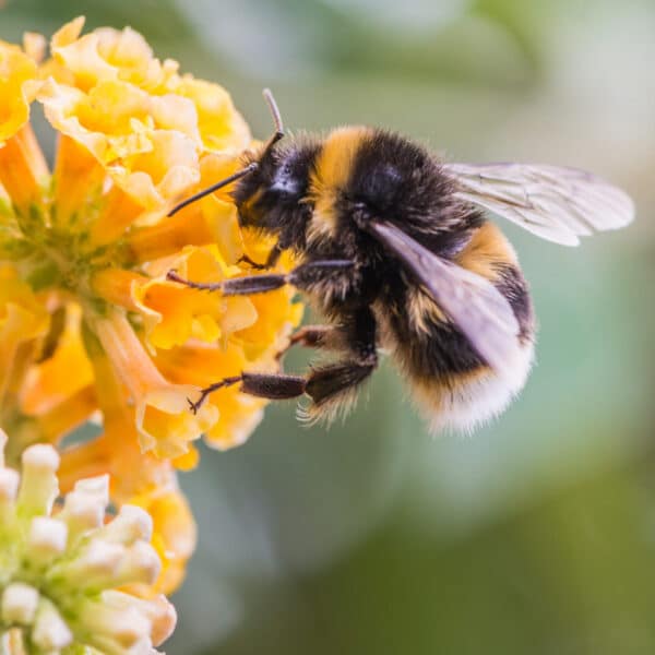 Close-up of a bumblebee gathering nectar from bright yellow flowers, its wings outstretched and fuzzy body visible on a green blur.