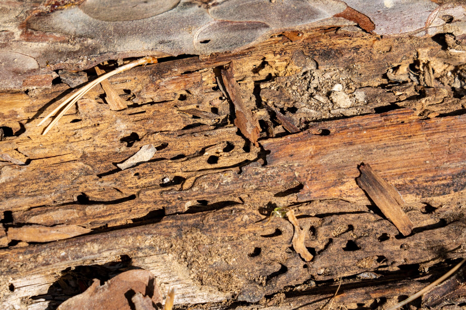 Close-up of decaying log with rough wood, holes, cracks, loose bark, plus pine needles and dirt scattered on the surface.