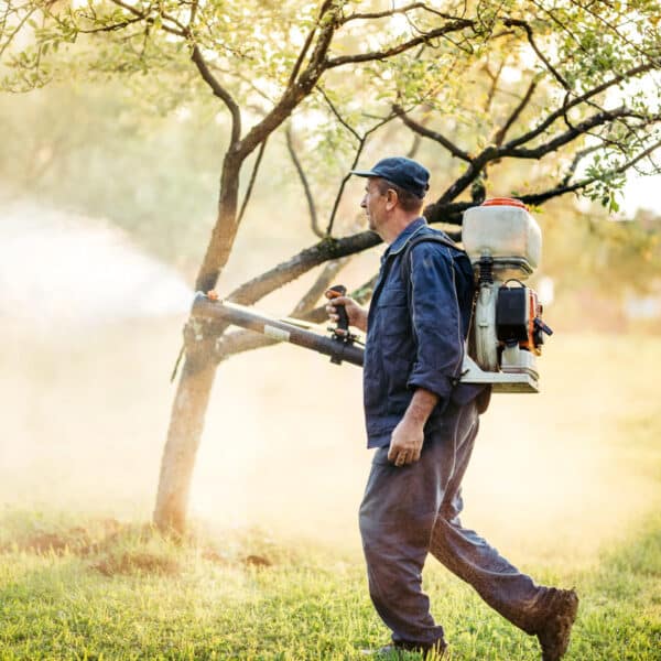 A person in work clothes and a cap uses a backpack sprayer to treat fruit trees in an orchard or garden during daylight.
