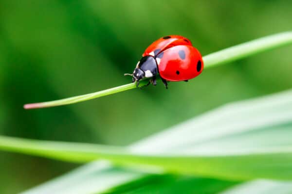 Close-up of a red ladybug with black spots moving along a thin green blade of grass, set against a softly blurred green background.