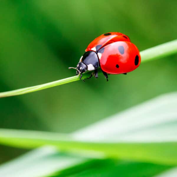 Close-up of a red ladybug with black spots moving along a thin green blade of grass, set against a softly blurred green background.