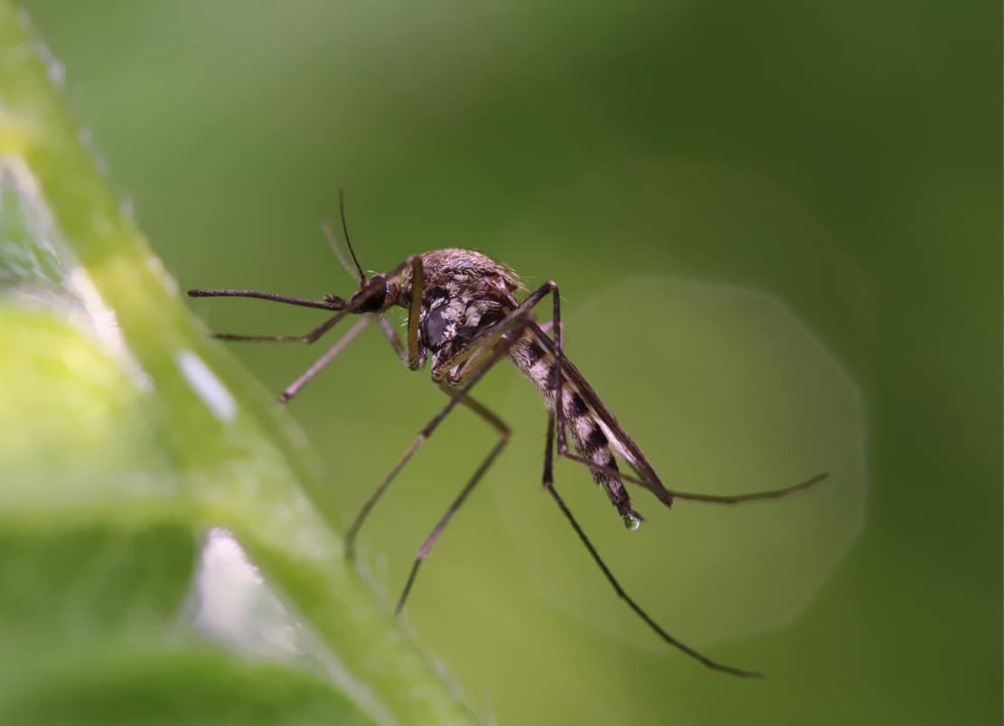 Close-up of a mosquito perched on a green leaf, the background blurred green, with sharp detail on its body and legs.