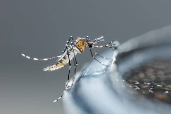 Close-up of a mosquito perched on a dark shiny edge, fine details visible on legs, wings, and body with a blurred background.