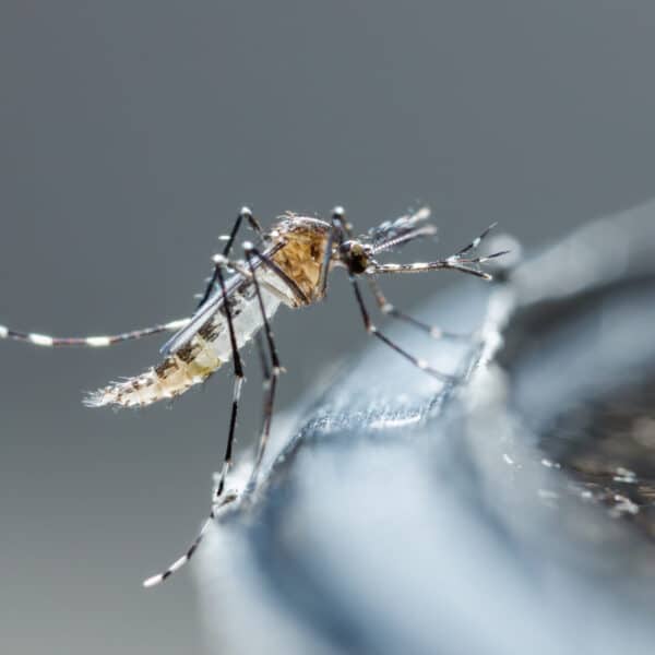 Close-up of a mosquito perched on a dark shiny edge, fine details visible on legs, wings, and body with a blurred background.