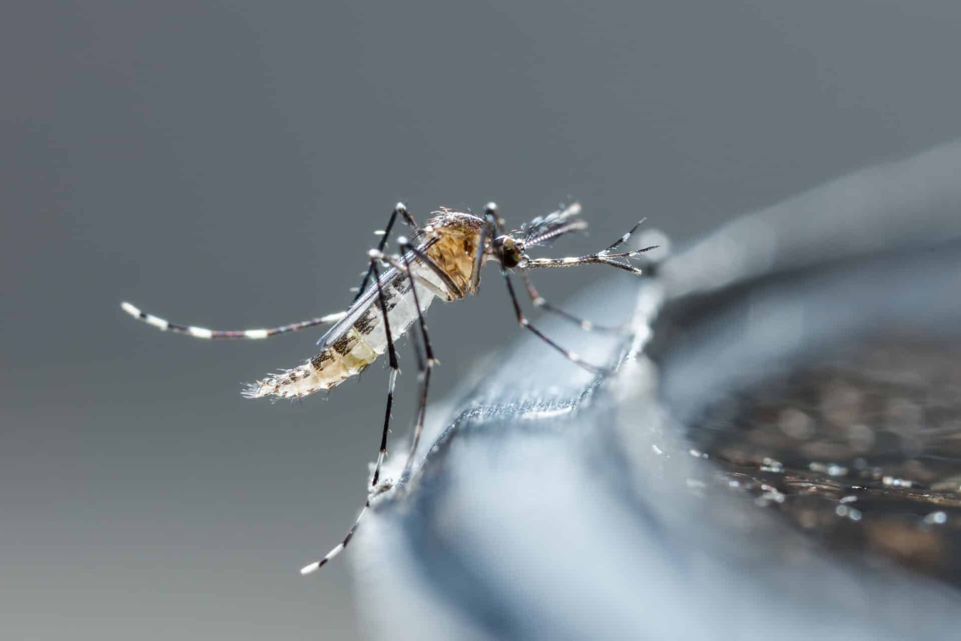 Close-up of a mosquito perched on a dark shiny edge, fine details visible on legs, wings, and body with a blurred background.