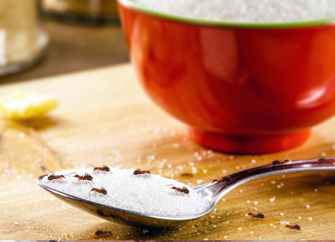 Several ants crawl across a spoonful of granulated sugar, with a red bowl of sugar and a wooden surface in the background.