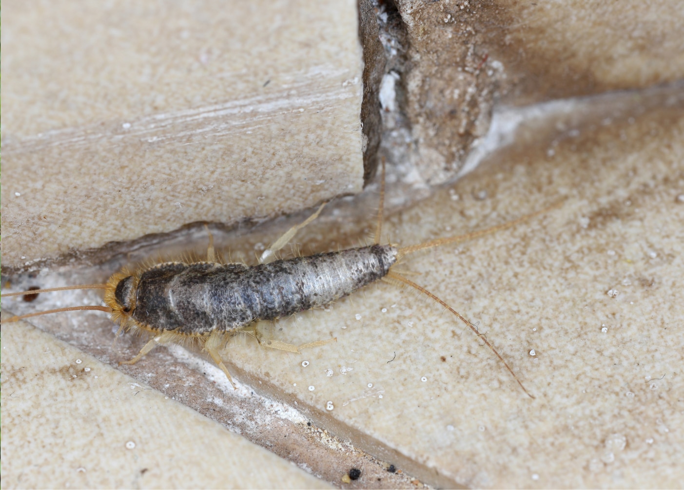 Close-up of a silverfish crawling at the corner where two floor tiles meet, showing its long antennae and tail clearly.