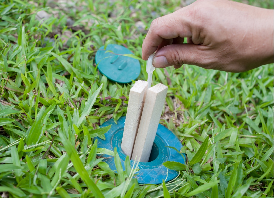 A hand lifts wooden bait stakes from a green plastic termite bait station embedded in grass-covered ground.
