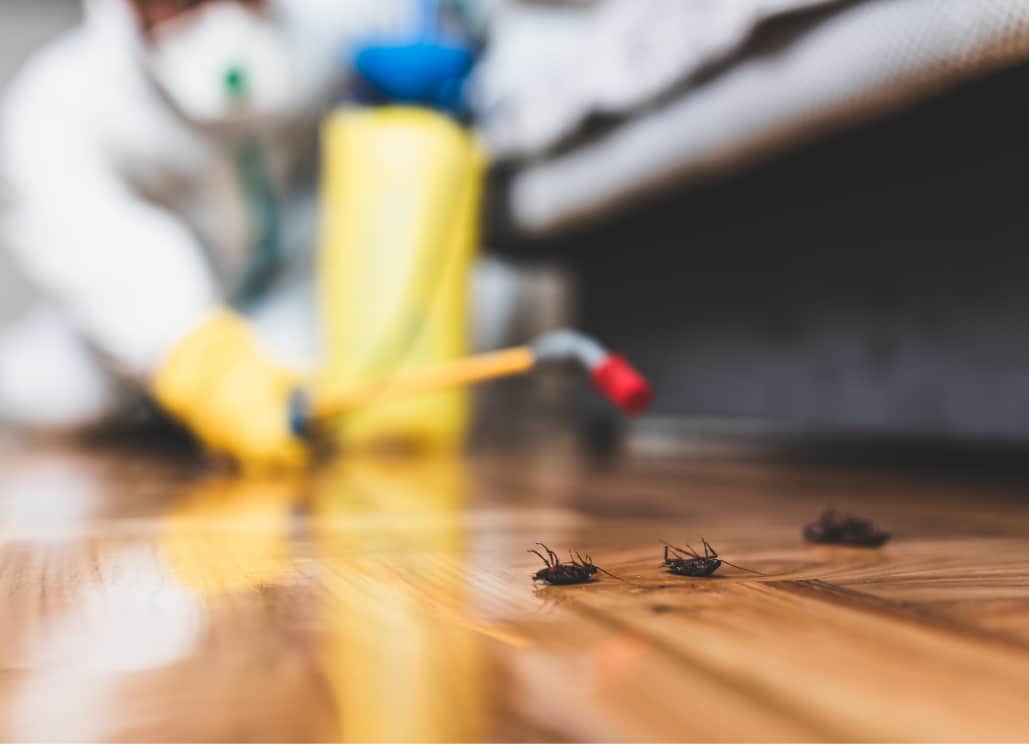 A person wearing protective gear sprays pest control on a wooden floor, with dead cockroaches visible in the foreground.