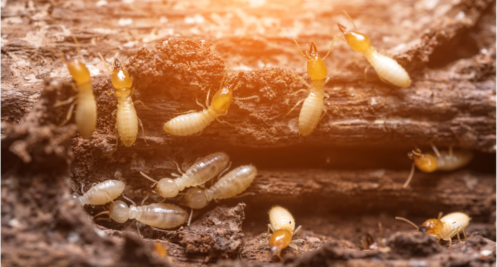 Close-up of several termites moving through decaying wood among soil and fibers, with sunlight highlighting the detailed scene.