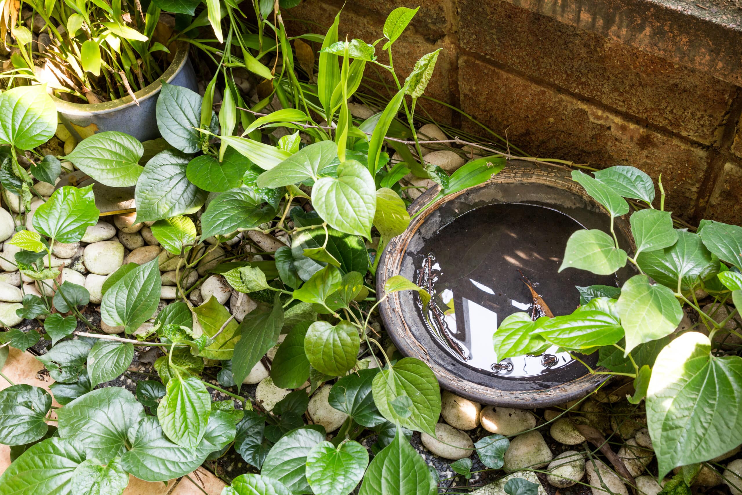 A ceramic bowl of water sits among lush green plants and white pebbles, framed by a brick wall in a shaded garden corner.