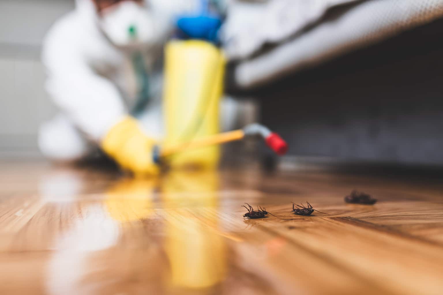 A person wearing protective gear sprays pesticide on a wooden floor near dead cockroaches under furniture, highlighting pest control.