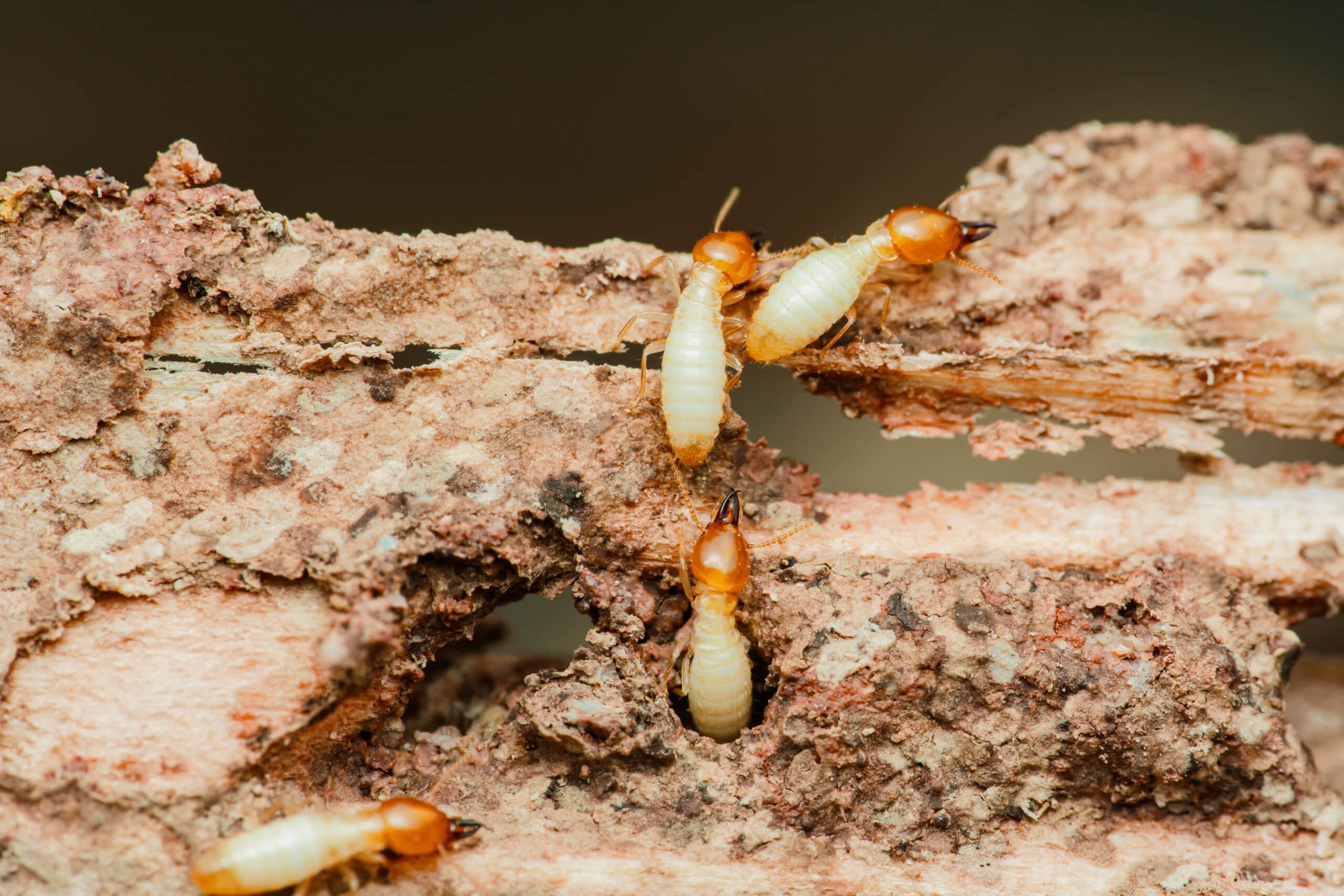 Close-up of four termites with pale bodies and brown heads crawling on rough, damaged wood showing decay and holes from infestation.
