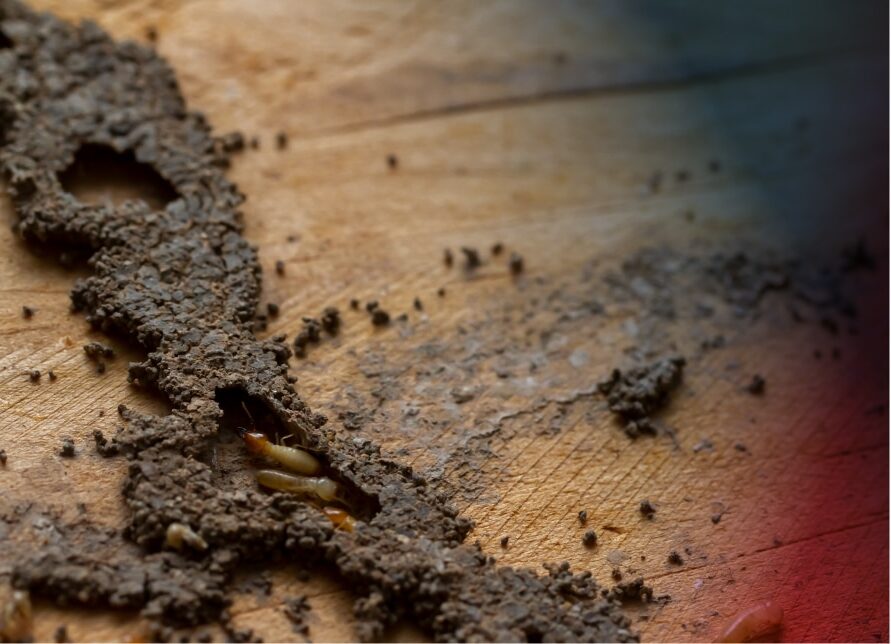 Close-up view of termite-infested wood showing tunnels and mud structures formed by the insects as they burrow through damaged timber.