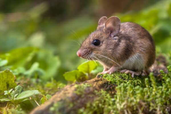 A small brown mouse with a white underbelly sits on a mossy log surrounded by green plants and foliage in an outdoor setting.