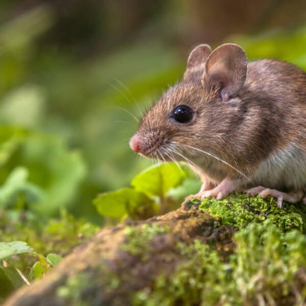 A small brown mouse with a white underbelly sits on a mossy log surrounded by green plants and foliage in an outdoor setting.