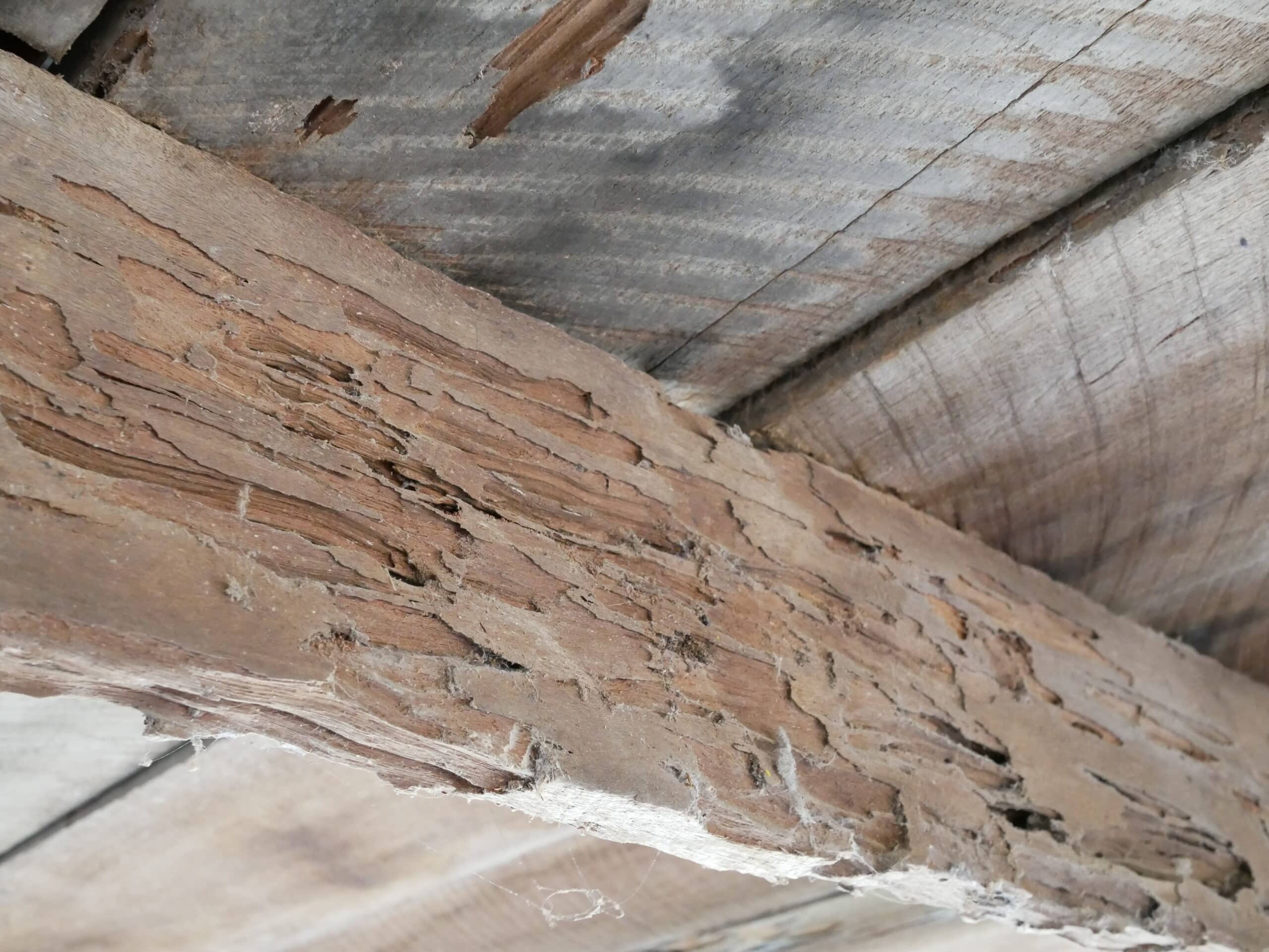 Close-up of a wooden beam with extensive termite damage, showing cracked, eroded wood and rough, irregular channels and surfaces.