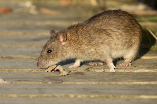 A brown rat with a pointed nose and whiskers stands on a wooden surface outside, sniffing close to a dry leaf in bright sunlight.
