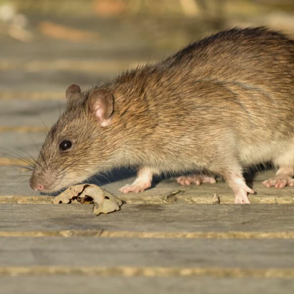 A brown rat with a pointed nose and whiskers stands on a wooden surface outside, sniffing close to a dry leaf in bright sunlight.