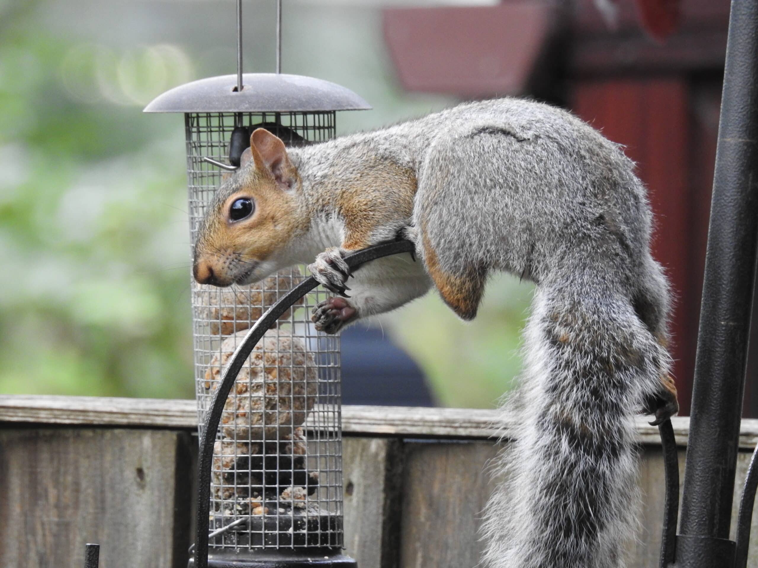 A gray squirrel perches on a metal bird feeder, gripping it with front paws to eat seeds. Wooden fence and greenery in background.