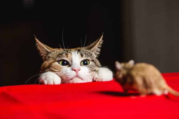 A curious cat with wide eyes peers over a red surface, closely watching a small brown mouse standing just in front of it.